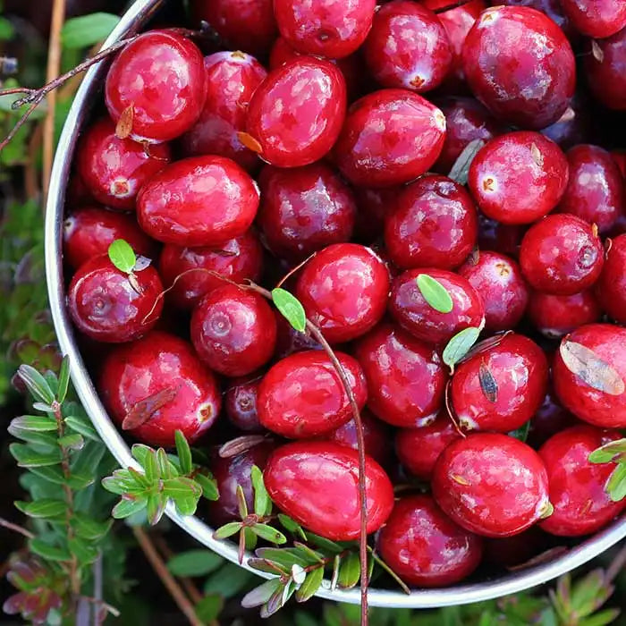 Cranberry Woods - 4oz Candle