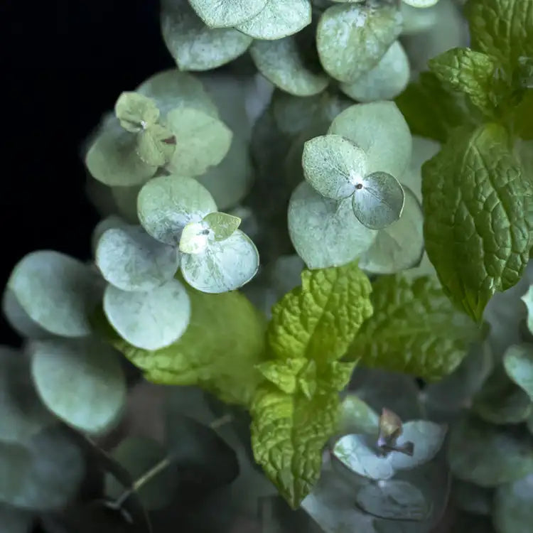 Peppermint & Eucalyptus - Reed Oil Diffuser