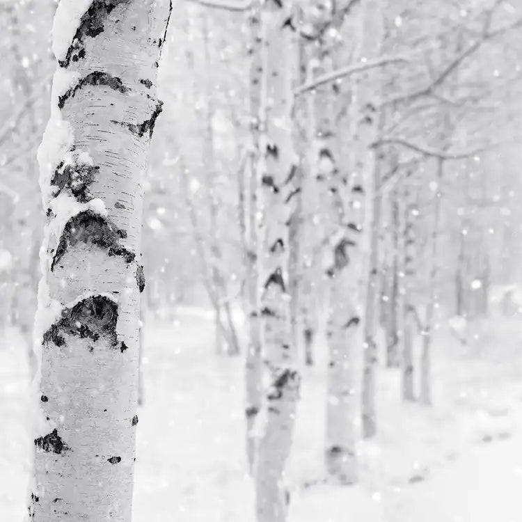 Woodland Snow - 4oz Candle