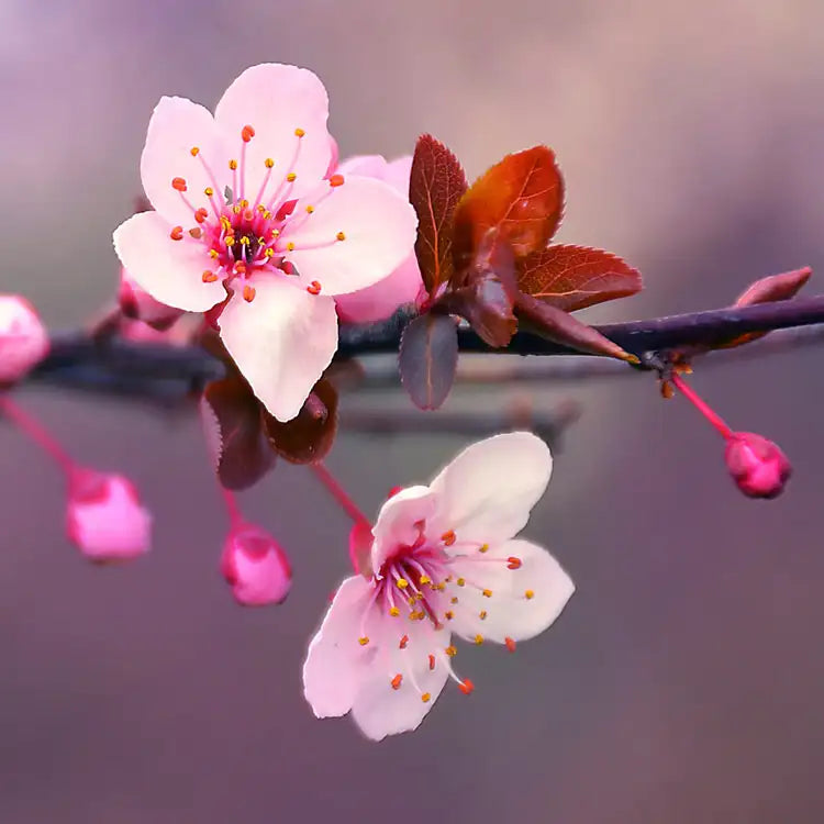 Japanese Cherry Blossom - Custom 7oz Glass Candle