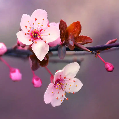 Japanese Cherry Blossom - Custom 7oz Glass Candle