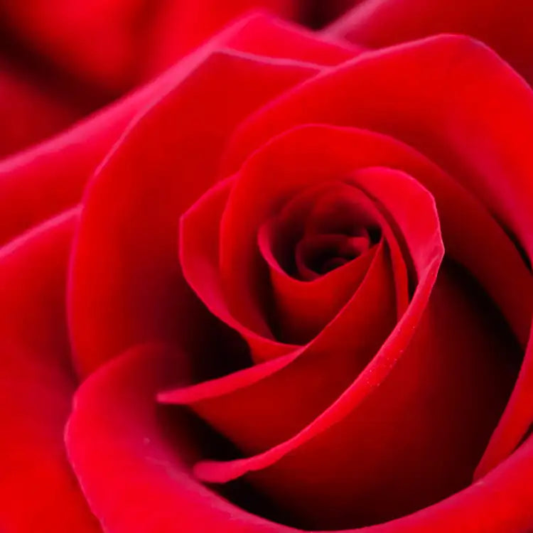 Rose Petals - 4oz Candle
