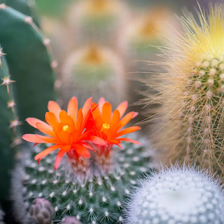 Cactus Flower & Jade - Custom Cactus Wax Melts
